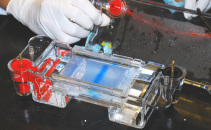 Kutte DNA 6 - ferdigkjørt gel